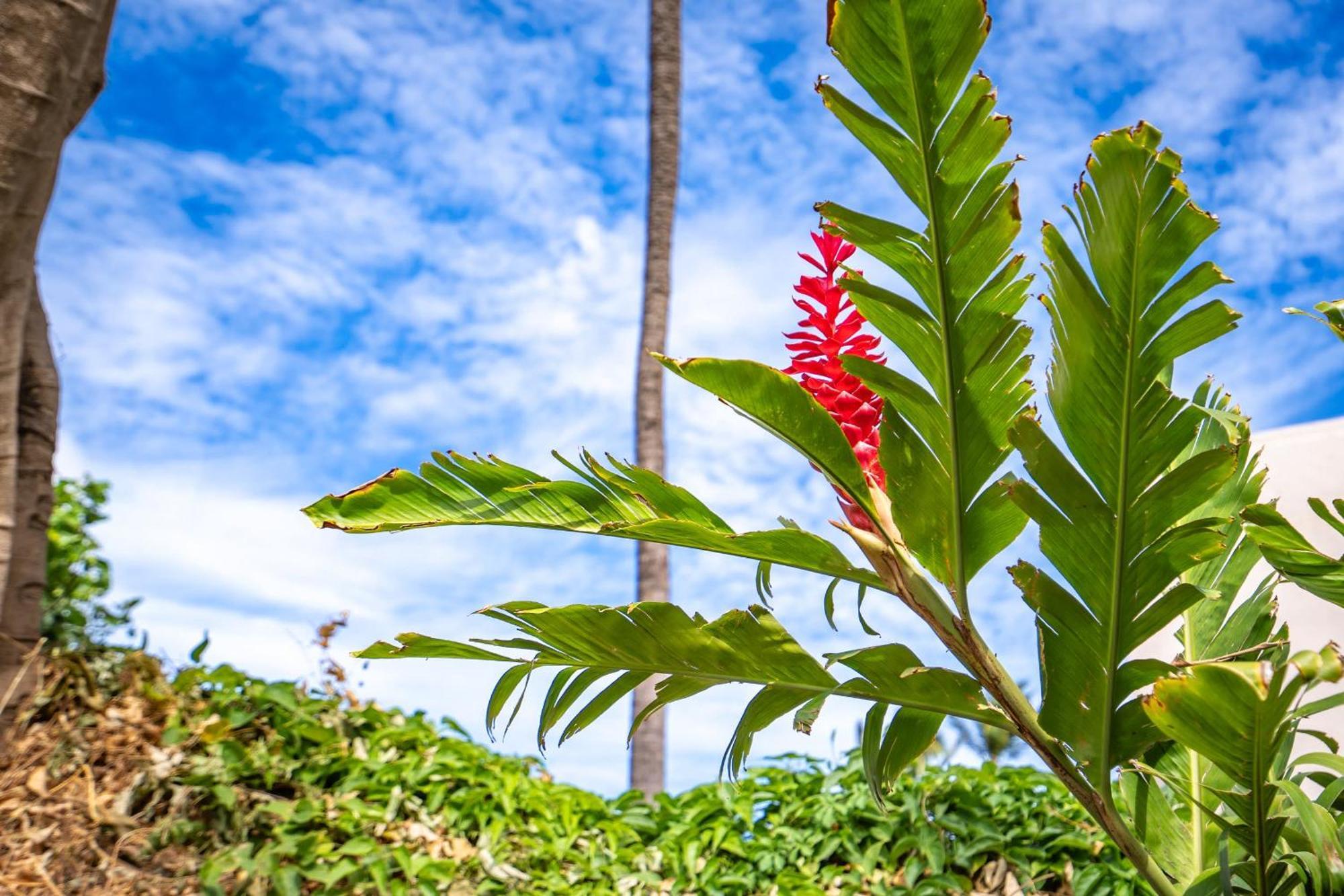 New Oceanfront Penthouse At Maalaea In South Maui Villa Wailuku Exterior photo